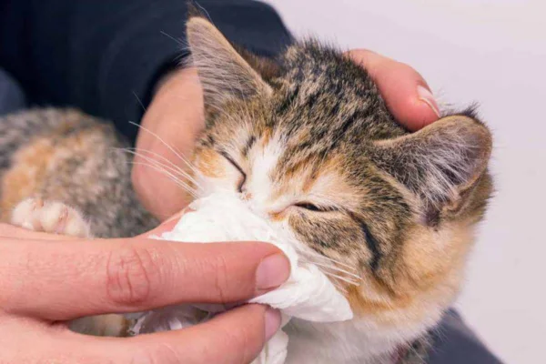 Rinotraqueíte felina 1vettop% Rinotraqueíte felina
