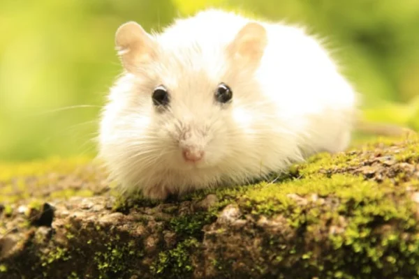 Saúde dos Hamsters 2vettop% Saúde dos Hamsters (1)