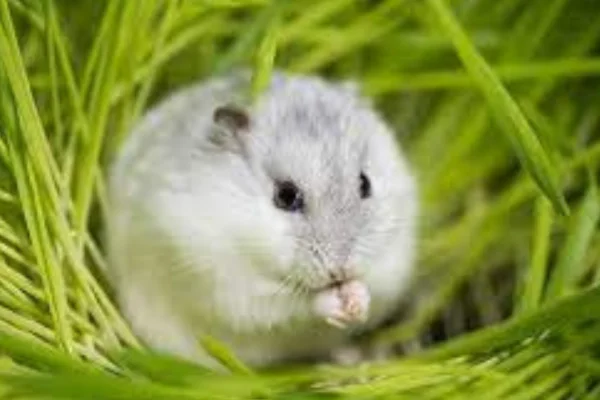 As 10 Doenças Comuns em Hamsters 3vettop% Saúde dos Hamsters (2)