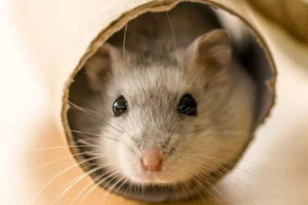 Saúde dos Hamsters 5vettop% Saúde dos Hamsters