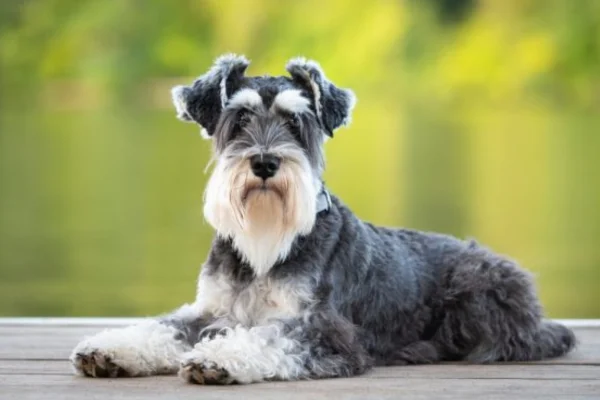 Schnauzer Miniatura 1vettop% raça de cachorro -Schnauzer Miniatura