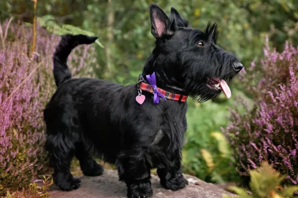 Scottish Terrier 2vettop% Scottish Terrier