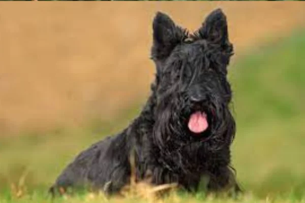 Scottish Terrier 1vettop% Scottish Terrier