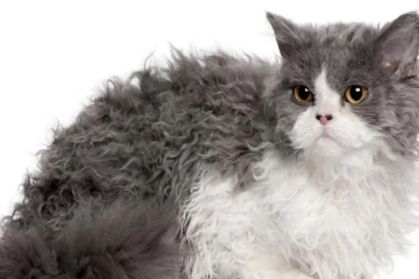Selkirk Rex 1vettop% Selkirk Rex