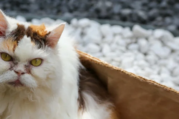 Selkirk Rex 2vettop% Selkirk Rex