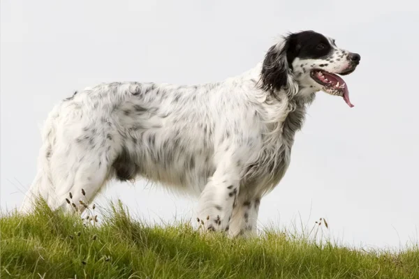 Setter inglês 1vettop% Setter inglês