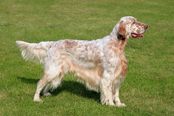 Setter inglês 2vettop% Setter inglês