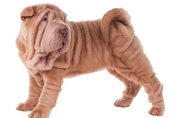 Shar pei 2vettop% Shar pei