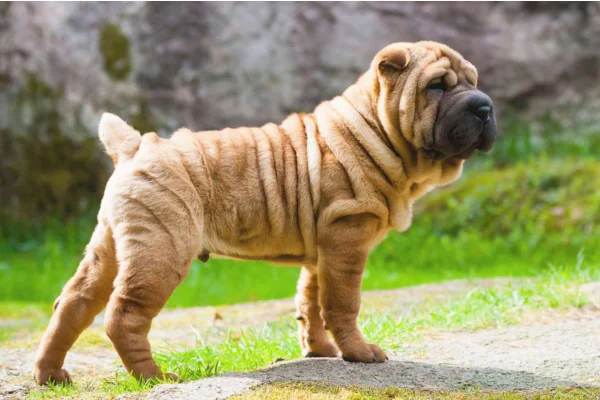 Shar pei 1vettop% Shar pei