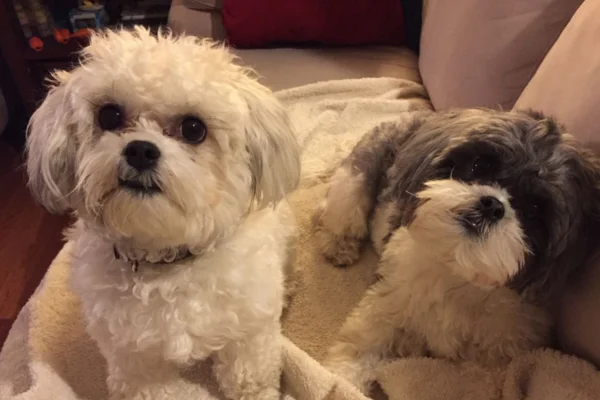 Shichon 1vettop% Shichon,