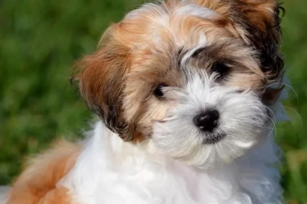 Shichon 2vettop% Shichon,