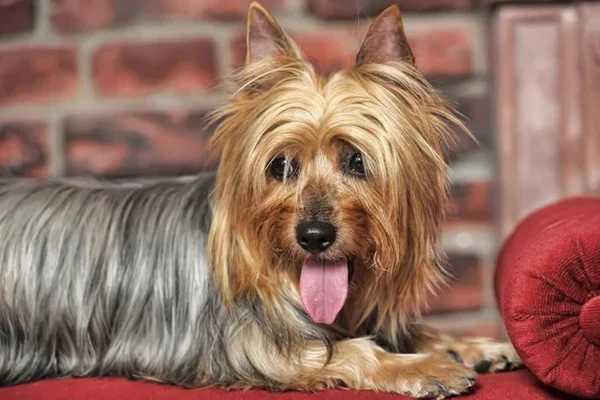 Silky terrier 1vettop% Silky terrier