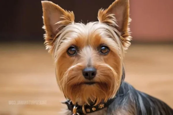 Silky terrier 2vettop% Silky terrier