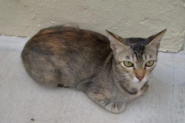Singapura 1vettop% Singapura