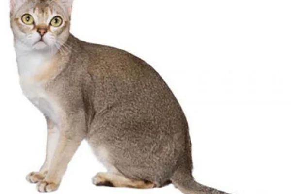 Singapura 2vettop% Singapura