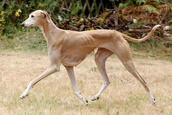 Sloughi ou galgo árabe 1vettop% Sloughi ou galgo árabe