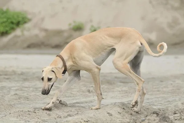 Sloughi ou galgo árabe Sloughi ou galgo árabe