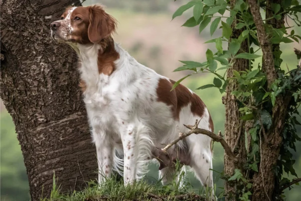Spaniel Bretão 2vettop% Spaniel Bretão