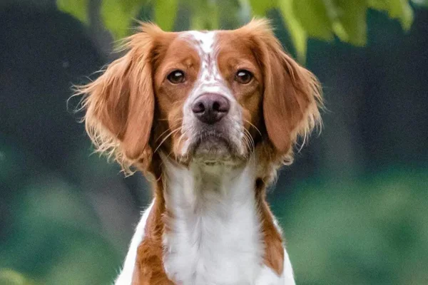 Spaniel Bretão 1vettop% Spaniel Bretão (2)
