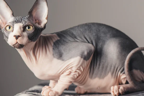Sphynx 1vettop% Sphynx