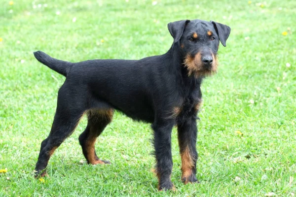 Terrier alemão de caça 2vettop% Terrier Alemão de Caça