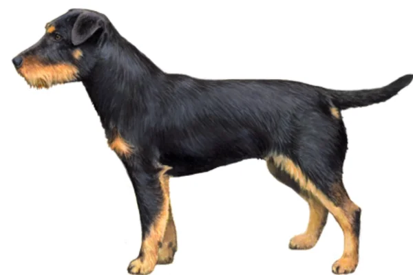 Terrier alemão de caça 1vettop% Terrier Alemão de Caça