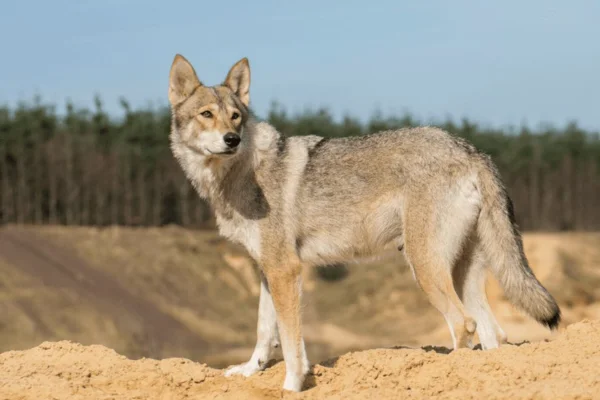 Tamaskan 1vettop% Tamaskan (2)
