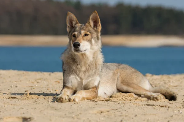O Tamaskan é uma raça de cachorro que vem ganhando popularidade devido à sua aparência impressionante de lobo e sua personalidade encantadora. Embora... O Tamaskan é uma raça de cachorro que vem ganhando popularidade devido à sua aparência impressionante de lobo e sua personalidade encantadora. Embora...