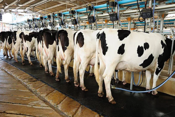 Revolução Tecnológica na Ordenha de Vacas 1vettop% Tecnológica na Ordenha de Vacas