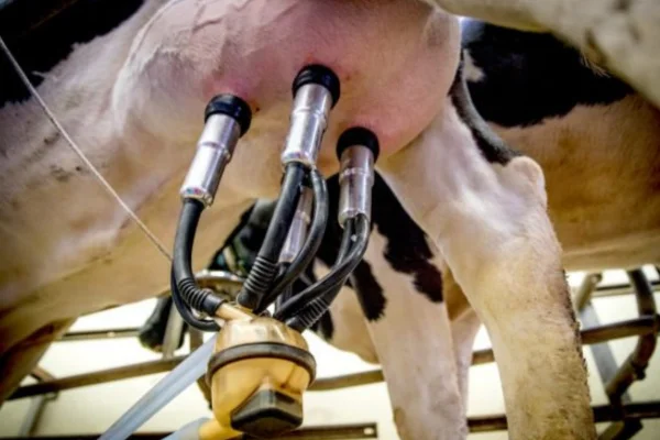 Revolução Tecnológica na Ordenha de Vacas 2vettop% Tecnológica na Ordenha de Vacas