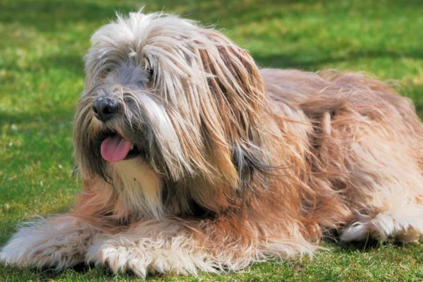 Terrier Tibetano 2vettop% Terrier Tibetano (2)