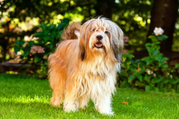 Terrier Tibetano 1vettop% Terrier Tibetano (2)