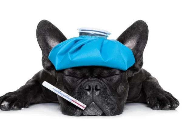 Vacinação Contra a Tosse dos Canis 10vettop% Tosse dos Canis