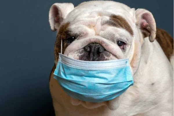 Vacinação Contra a Tosse dos Canis 1vettop% Tosse dos Canis
