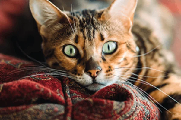 Toyger 2vettop%