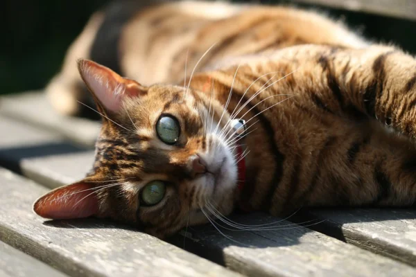 Toyger 1vettop% Toyger