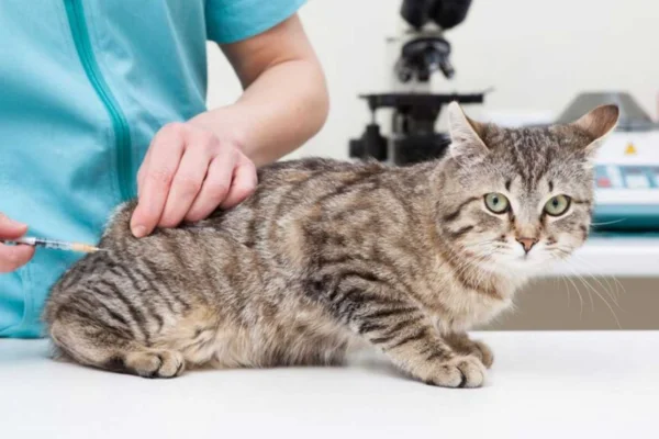 Vacinação contra Leucemia Felina 2vettop% Vacinação contra Leucemia Felina