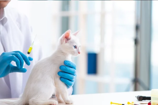 Vacinação contra Leucemia Felina 1vettop% Vacinação contra Leucemia Felina