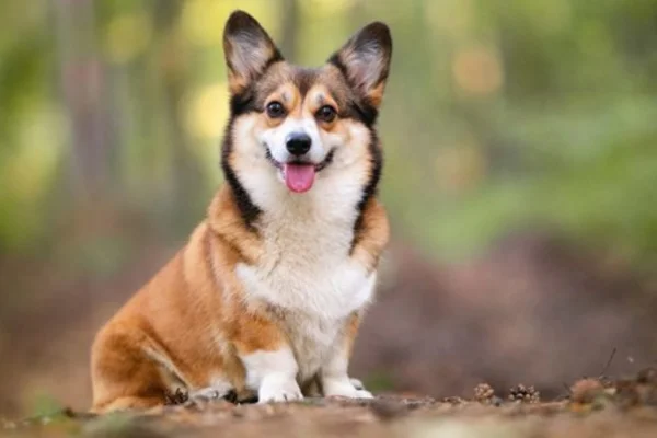 Welsh Corgi Pembroke 2vettop% Welsh Corgi Pembroke