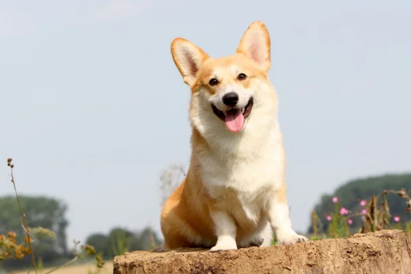 Welsh Corgi Pembroke 13vettop% Welsh Corgi Pembroke