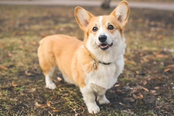 Welsh Corgi Pembroke 1vettop% Welsh Corgi Pembroke