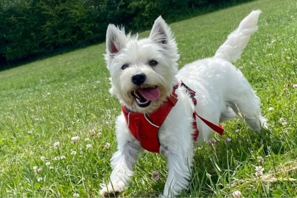 West Highland White Terrier 1vettop% West Highland White Terrier