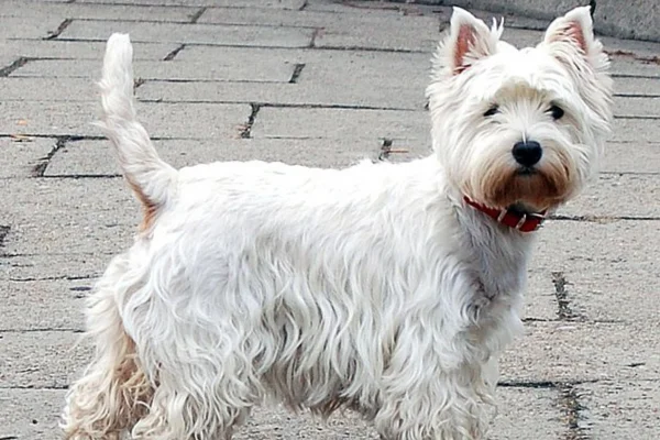 West Highland White Terrier 2vettop% west