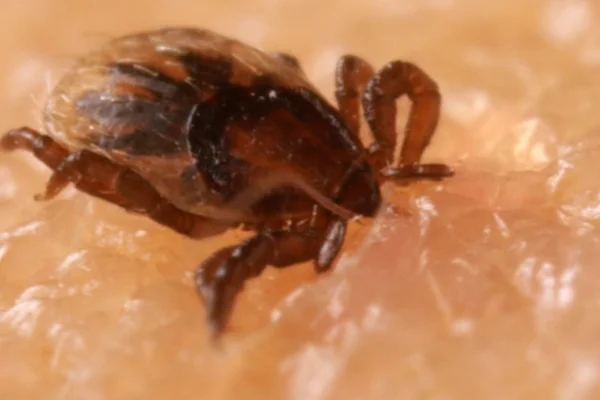 Zoonoses Transmitidas por Carrapatos de Cães 2vettop% Zoonoses Transmitidas por Carrapatos de Cães