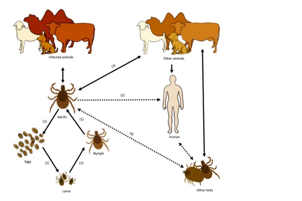 Zoonoses Transmitidas por Carrapatos de Cães 1vettop% Zoonoses Transmitidas por Carrapatos de Cães