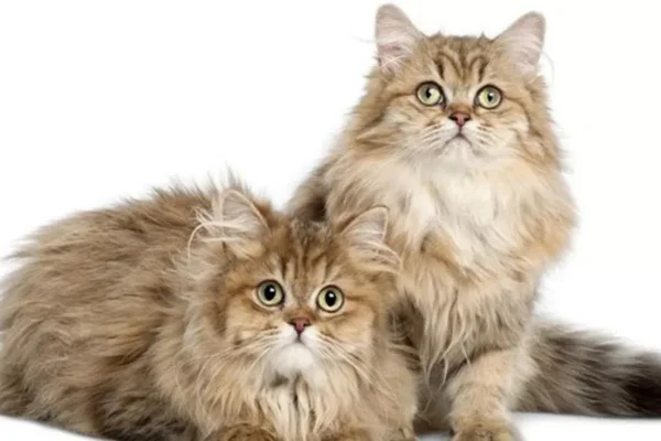 British Longhair 1vettop% british longhair