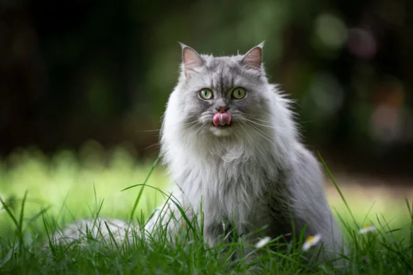 British Longhair 6vettop% british longhair