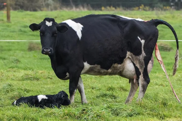 Distúrbios uterinos em bovinos 2vettop% Distúrbios uterinos em bovinos: A saúde reprodutiva dos bovinos é fundamental para garantir a eficiência e a produtividade da pecuária. Dentre os diversos...