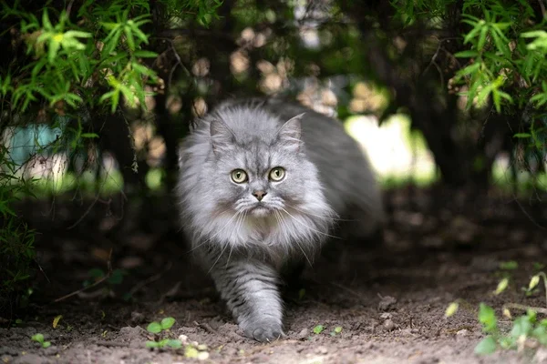 British Longhair 2vettop% british longhair