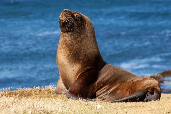 Alimentação do Lobos-marinhos e Suas Curiosidades 1vettop% lobo-marinho (1)